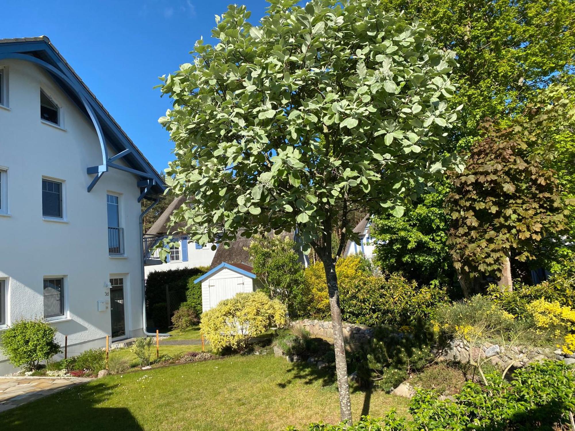 Duenenresidenz Karlshagen - Ferienwohnung Ginsterweg Esterno foto